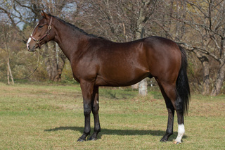 イシノショウジの14(2014020).jpg